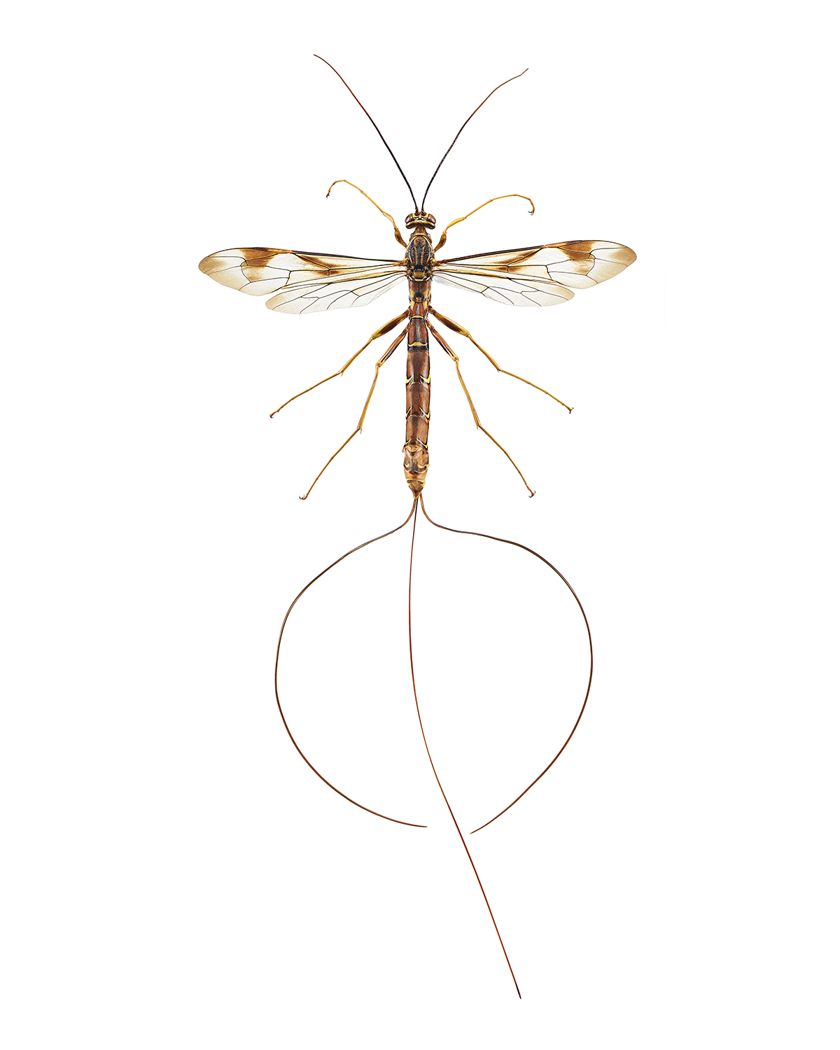 Predator Wasp, Megarhyssa ichneumon macrurus