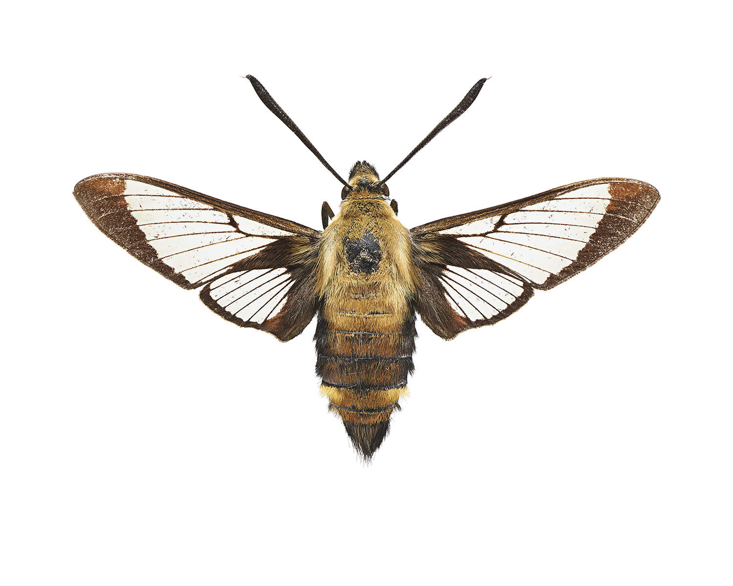 Snowberry Clearwing Moth, Hemaris diffinis